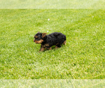 Small #5 Yorkshire Terrier