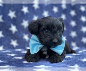 YorkiePoo Puppy for sale in LANCASTER, PA, USA