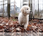 Small #1 Golden Retriever