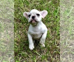 Small Photo #2 French Bulldog Puppy For Sale in JACKSONVILLE, FL, USA