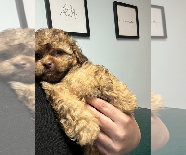 Medium Photo #1 ShihPoo Puppy For Sale in LUDLOW, MA, USA