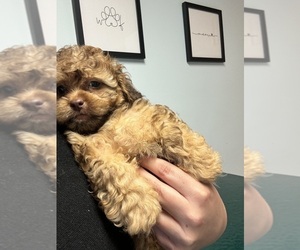 ShihPoo Puppy for sale in LUDLOW, MA, USA
