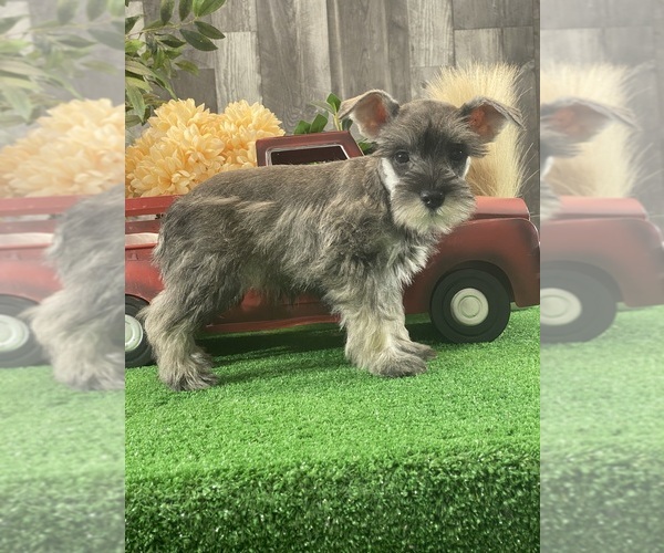 Medium Photo #5 Schnauzer (Miniature) Puppy For Sale in CANOGA, NY, USA