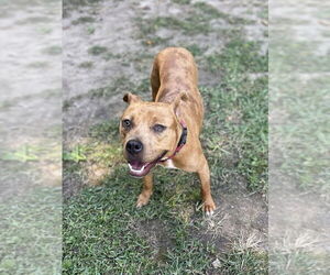 Staffordshire Bull Terrier-Unknown Mix Dogs for adoption in Brewster, NY, USA