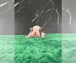 Small #9 Boston Terrier