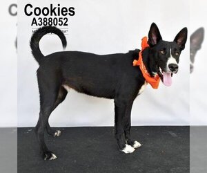 Australian Kelpie-Basenji Mix Dogs for adoption in Conroe, TX, USA