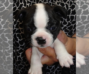 Boston Terrier Puppy for sale in CRKD RVR RNCH, OR, USA