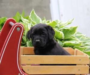 Labrador Retriever Puppy for sale in HYDE PARK, VT, USA