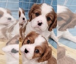 Small Photo #2 Cavalier King Charles Spaniel Puppy For Sale in NIXA, MO, USA