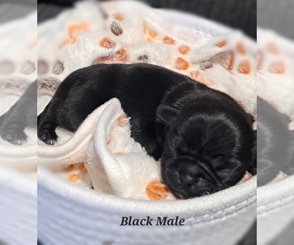 Medium Photo #9 Pug Puppy For Sale in NEW BERN, NC, USA