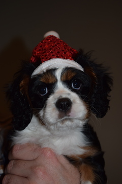 Medium Photo #1 Cavalier King Charles Spaniel Puppy For Sale in MEMPHIS, IN, USA