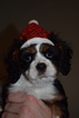 Small Photo #1 Cavalier King Charles Spaniel Puppy For Sale in MEMPHIS, IN, USA