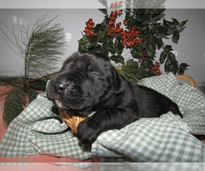 Great Dane Puppy for sale in HUDSON, MI, USA