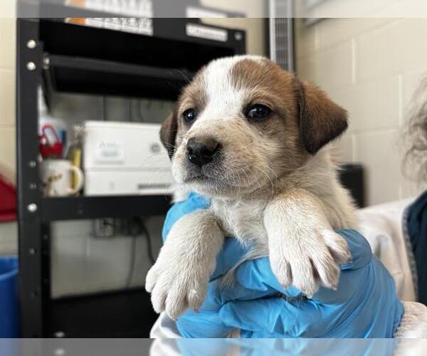 Medium Photo #1 Labrenees Puppy For Sale in Pueblo, CO, USA