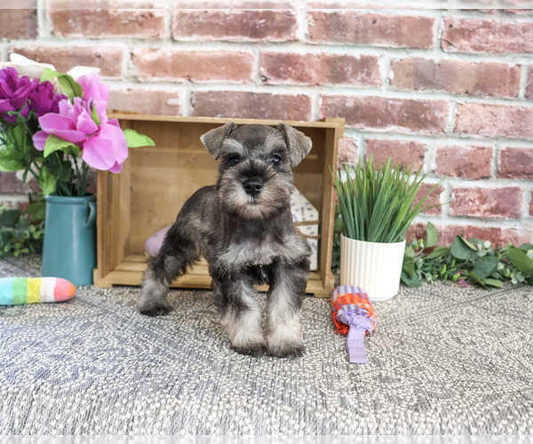 Medium Photo #2 Schnauzer (Miniature) Puppy For Sale in SYRACUSE, IN, USA
