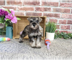 Small #1 Schnauzer (Miniature)