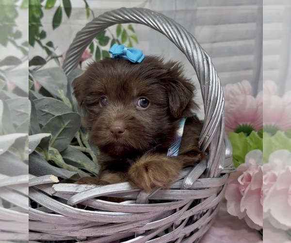 Medium Photo #6 Shorkie Tzu Puppy For Sale in SELLERSBURG, IN, USA