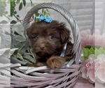 Small #5 Shorkie Tzu