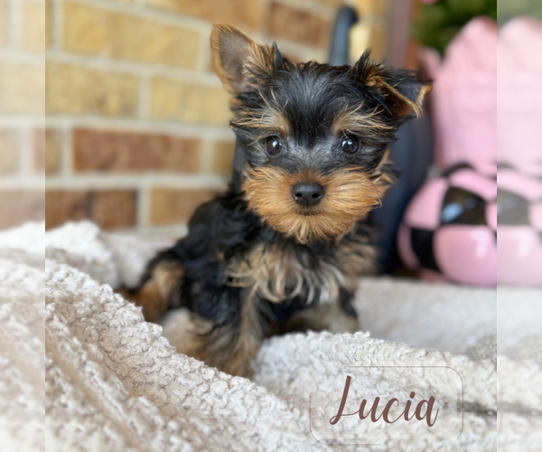 Medium Photo #3 Yorkshire Terrier Puppy For Sale in ADDISON, IL, USA