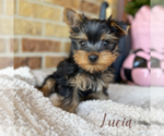 Small #2 Yorkshire Terrier