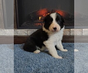 Medium Border Collie