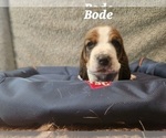 Puppy Bode Basset Hound
