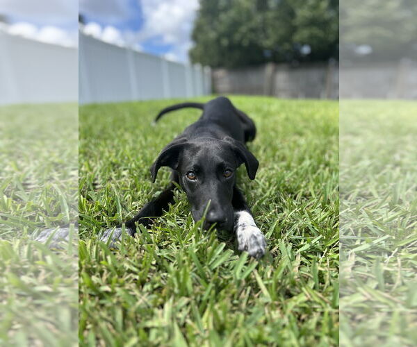 Medium Photo #2 Mutt Puppy For Sale in  Gainesville, FL, USA