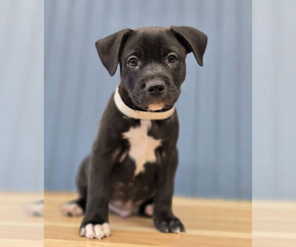 Medium Photo #2 Labrador Retriever-Pembroke Welsh Corgi Mix Puppy For Sale in Lakewood, CO, USA