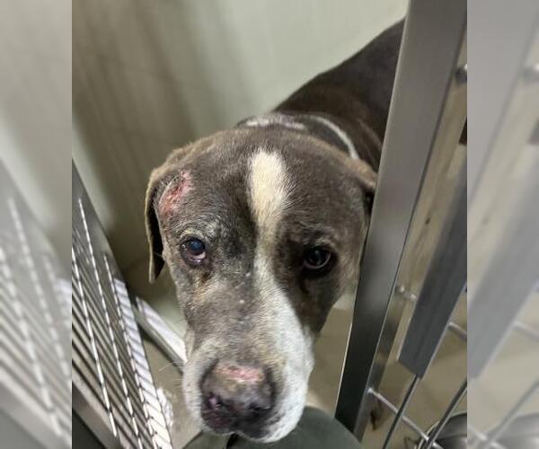 Medium Photo #1 Mutt Puppy For Sale in Bakersfield, CA, USA