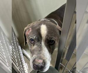 Mutt Dogs for adoption in Bakersfield, CA, USA