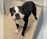 Small #2 Boston Terrier Mix