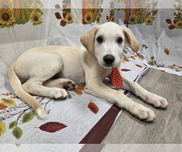 Medium Photo #4 Labbe Puppy For Sale in Attalka, AL, USA