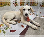 Small Photo #4 Labbe Puppy For Sale in Attalka, AL, USA