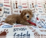 Small #5 Cavapoo (Miniature)