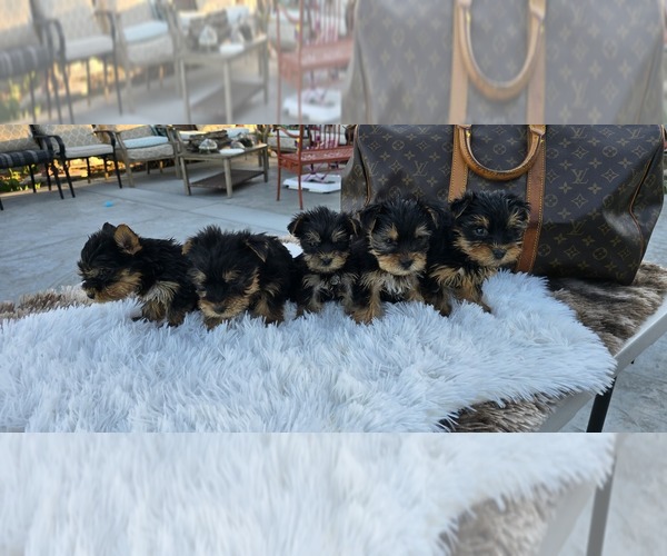 Medium Photo #2 Yorkshire Terrier Puppy For Sale in HESPERIA, CA, USA