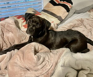 Nora - Female Labrador Retriever-Unknown Mix Dog for Adoption - Photo #2