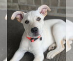 Small #1 Siberian Husky Mix