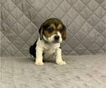 Puppy 7 Beagle