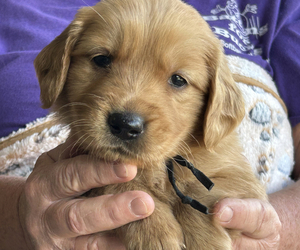 Medium Golden Retriever