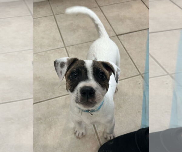 Medium Photo #4 Australian Shepherd-Unknown Mix Puppy For Sale in Stephens City, VA, USA