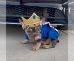 Small #7 French Bulldog