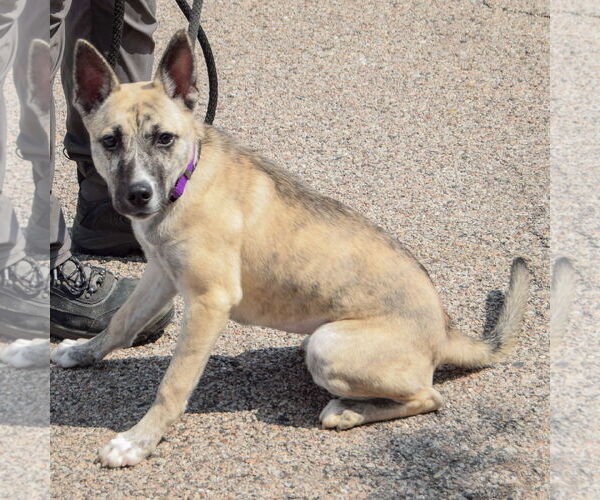 Medium Photo #5 Basenji-Boxer Mix Puppy For Sale in Huntley, IL, USA