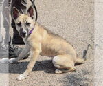 Small #4 Basenji-Boxer Mix