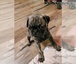 Small Photo #8 Pug Puppy For Sale in HILLTOP LAKES, TX, USA