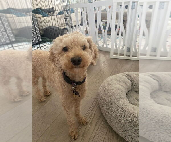 Medium Photo #2 Mutt Puppy For Sale in Salt Lake City, UT, USA