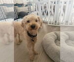 Small #1 Mutt