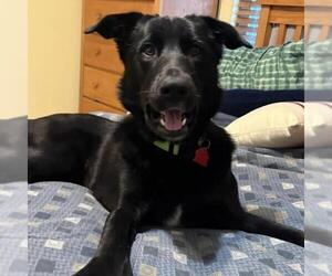 Junnah - Female Labrador Retriever-Unknown Mix Dog for Adoption - Photo #5
