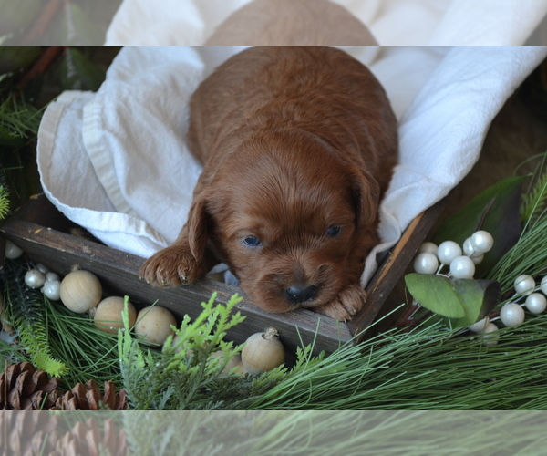 Medium Photo #4 Cavapoo (Miniature) Puppy For Sale in GREENWOOD, WI, USA