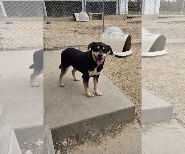 Medium Photo #2 Mutt Puppy For Sale in Maquoketa, IA, USA