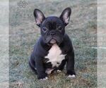 Small Photo #2 Faux Frenchbo Bulldog Puppy For Sale in EPHRATA, PA, USA
